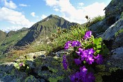 23 Primula irsuta (Prmula hirsuta) con vista in Fioraro